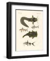 Fish from Bengali-null-Framed Giclee Print