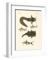 Fish from Bengali-null-Framed Giclee Print