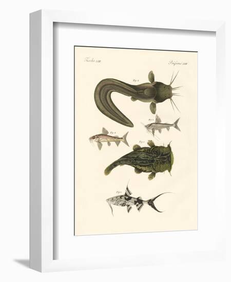 Fish from Bengali-null-Framed Giclee Print