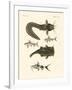 Fish from Bengali-null-Framed Giclee Print