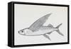 Fish from Genus Cypselurus, Drawing-null-Framed Stretched Canvas