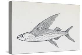 Fish from Genus Cypselurus, Drawing-null-Stretched Canvas