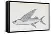 Fish from Genus Cypselurus, Drawing-null-Framed Stretched Canvas