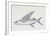 Fish from Genus Cypselurus, Drawing-null-Framed Giclee Print