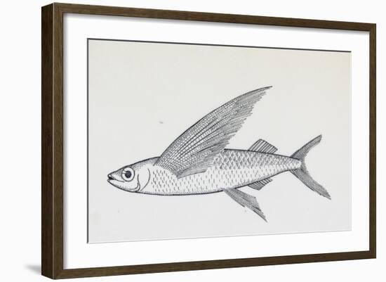 Fish from Genus Cypselurus, Drawing-null-Framed Giclee Print