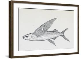 Fish from Genus Cypselurus, Drawing-null-Framed Giclee Print