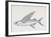 Fish from Genus Cypselurus, Drawing-null-Framed Giclee Print