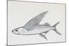 Fish from Genus Cypselurus, Drawing-null-Mounted Giclee Print