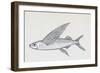 Fish from Genus Cypselurus, Drawing-null-Framed Giclee Print