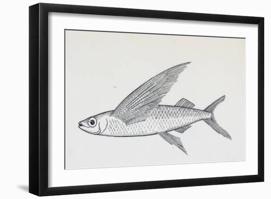 Fish from Genus Cypselurus, Drawing-null-Framed Giclee Print