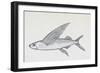 Fish from Genus Cypselurus, Drawing-null-Framed Giclee Print