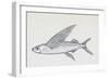 Fish from Genus Cypselurus, Drawing-null-Framed Giclee Print