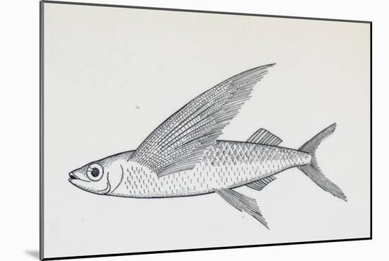 Fish from Genus Cypselurus, Drawing-null-Mounted Giclee Print