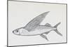 Fish from Genus Cypselurus, Drawing-null-Mounted Giclee Print