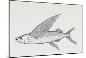 Fish from Genus Cypselurus, Drawing-null-Mounted Giclee Print