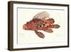 Fish, from group of color lithographs of fishes animals, 1830.-null-Framed Art Print