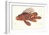 Fish, from group of color lithographs of fishes animals, 1830.-null-Framed Art Print