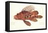 Fish, from group of color lithographs of fishes animals, 1830.-null-Framed Stretched Canvas