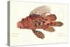 Fish, from group of color lithographs of fishes animals, 1830.-null-Stretched Canvas