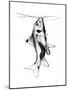 Fish Fuel-Alexis Marcou-Mounted Art Print