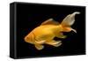 Fish Goldfish in Tank Black Background-null-Framed Stretched Canvas