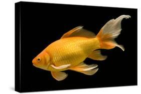 Fish Goldfish in Tank Black Background-null-Stretched Canvas