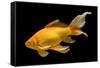 Fish Goldfish in Tank Black Background-null-Framed Stretched Canvas