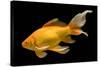 Fish Goldfish in Tank Black Background-null-Stretched Canvas