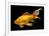 Fish Goldfish in Tank Black Background-null-Framed Photographic Print