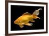 Fish Goldfish in Tank Black Background-null-Framed Photographic Print