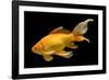 Fish Goldfish in Tank Black Background-null-Framed Photographic Print