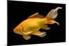 Fish Goldfish in Tank Black Background-null-Mounted Photographic Print
