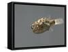 Fish, Green Pufferfish - Front Top View-null-Framed Stretched Canvas