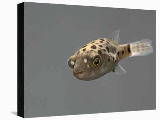 Fish, Green Pufferfish - Front Top View-null-Stretched Canvas