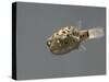 Fish, Green Pufferfish - Front Top View-null-Stretched Canvas