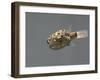 Fish, Green Pufferfish - Front Top View-null-Framed Photographic Print