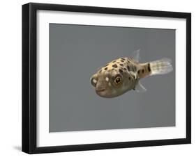 Fish, Green Pufferfish - Front Top View-null-Framed Photographic Print