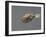 Fish, Green Pufferfish - Front Top View-null-Framed Photographic Print
