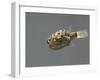 Fish, Green Pufferfish - Front Top View-null-Framed Photographic Print