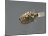 Fish, Green Pufferfish - Front Top View-null-Mounted Photographic Print