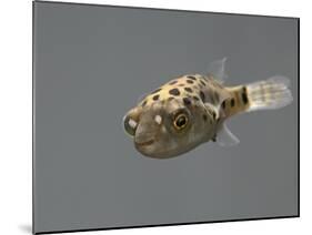 Fish, Green Pufferfish - Front Top View-null-Mounted Photographic Print