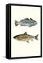 Fish Grouping 1-Natasha Marie-Framed Stretched Canvas
