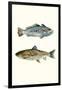 Fish Grouping 1-Natasha Marie-Framed Giclee Print