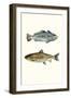 Fish Grouping 1-Natasha Marie-Framed Giclee Print