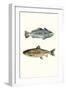 Fish Grouping 1-Natasha Marie-Framed Giclee Print