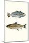 Fish Grouping 1-Natasha Marie-Mounted Giclee Print