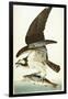 Fish Hawk, 1830-John James Audubon-Framed Giclee Print