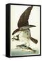 Fish Hawk, 1830-John James Audubon-Framed Stretched Canvas