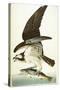 Fish Hawk, 1830-John James Audubon-Stretched Canvas