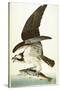 Fish Hawk, 1830-John James Audubon-Stretched Canvas